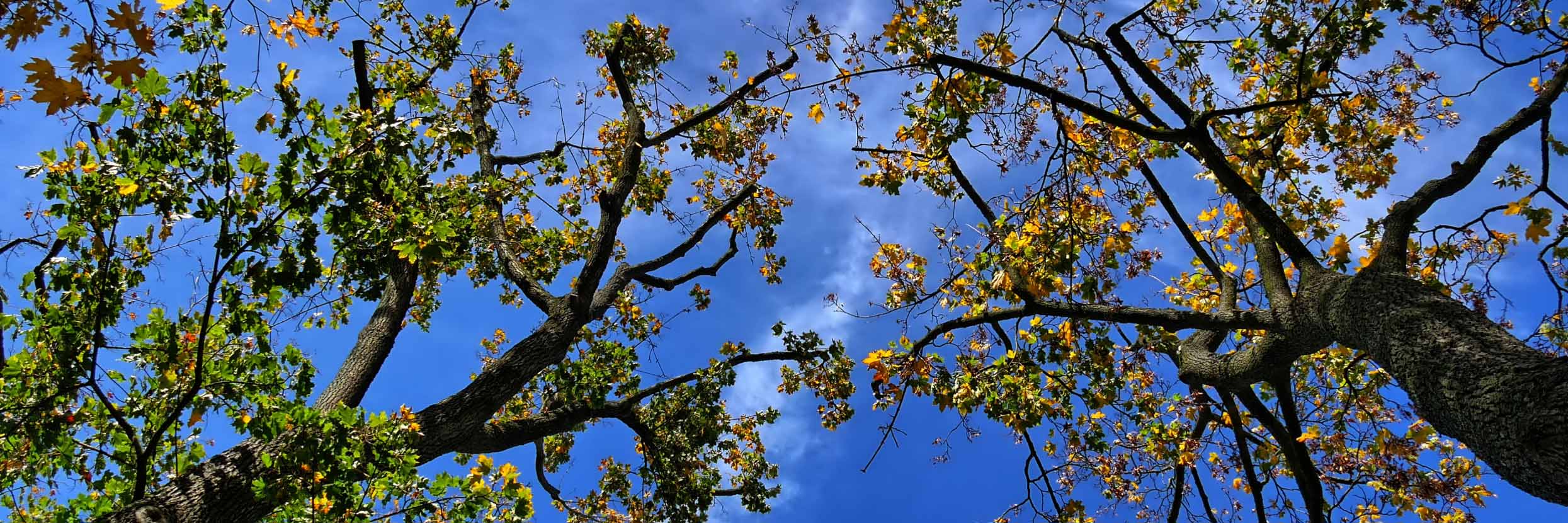 Blick von unten auf Bäume und Himmel